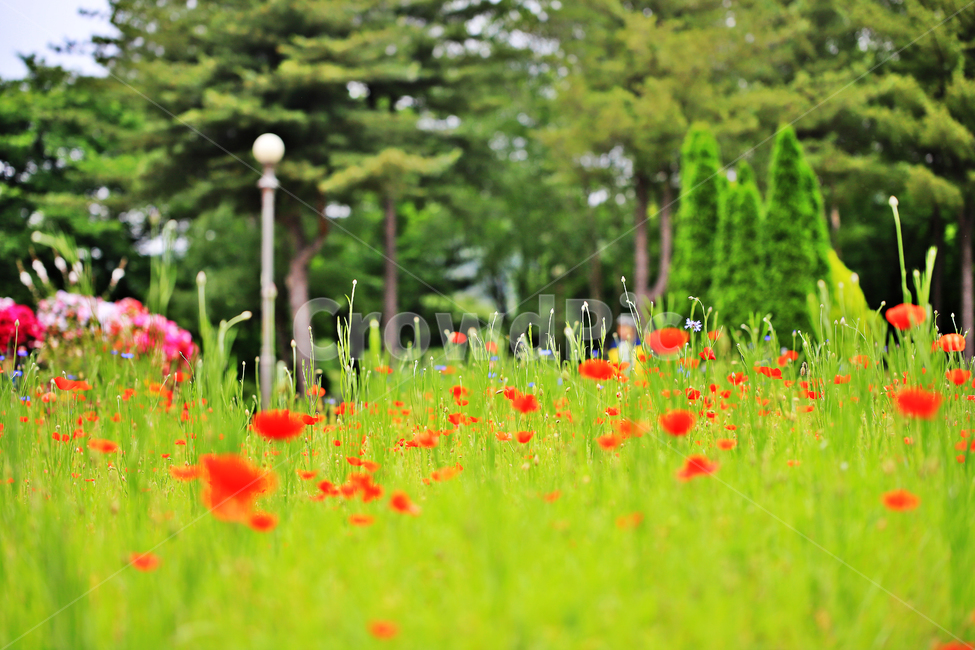 장미,장미축제,서울대공원,장미원,감성사진,식물,자연,plants,nature,꽃,flower