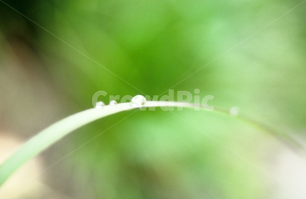 풀잎,이슬,감성,bladeofgrass,dew,sensitivity,식물,자연,plants,nature,휴식,힐링,rest,relaxation,healing