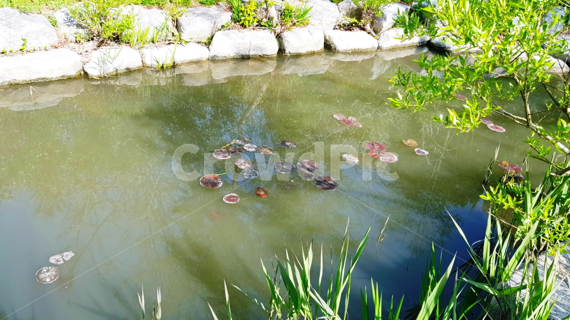 연못,정원,호수,풍경,자연,자연,풍경,nature,landscape,water,물,outdoors,옥외,pond,못