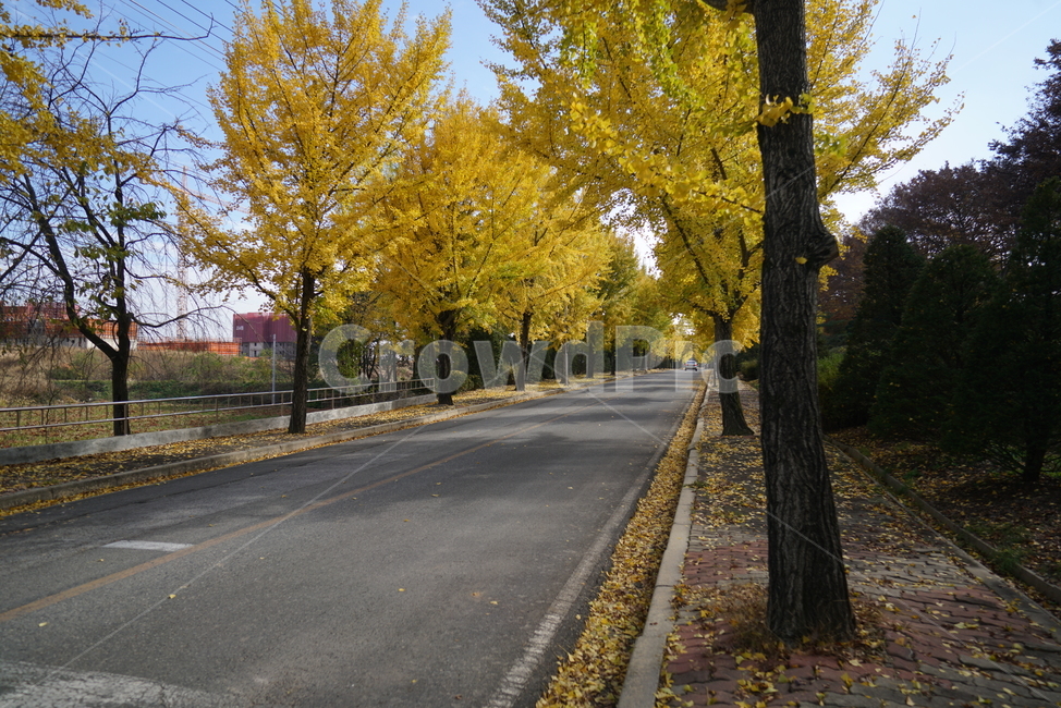 은행나무,은행나무길,ginkgo,asphalt,아스팔트,tarmac,타맥,plant,식물,tree,나무,road,도로,가을,계절,fall,autumn,season,식물,자연,plants,nature,나무,trees,wood