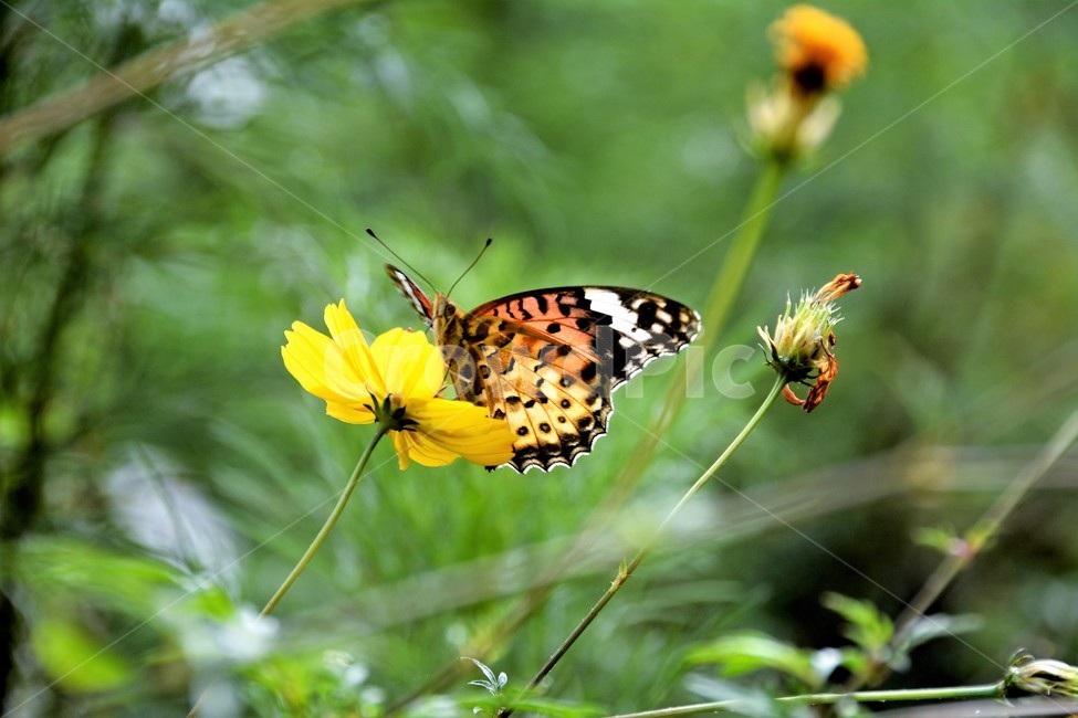 나비,꽃,식물,자연,숲,꽃과나비,식물,자연,plants,nature,꽃,flower,동물,animal,곤충,벌레,insect,bug
