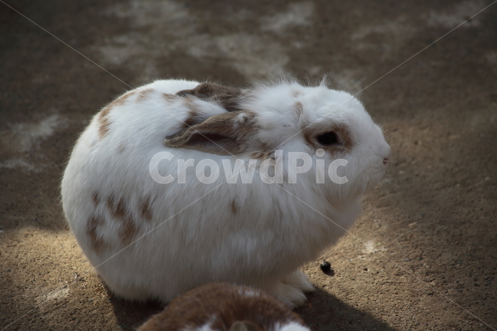 토끼,동물,포유동물,동물원,rabbit,동물,animal,포유류,mammal