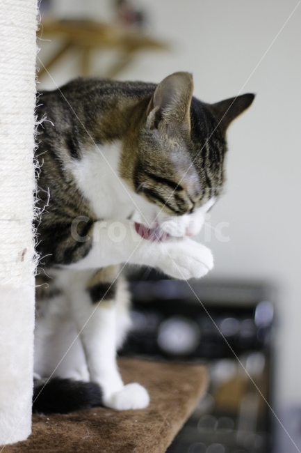 	고양이,반려동물,유기묘,길냥이,애완동물,cat,pet,kitten,아기고양이,코숏,코리안숏헤어,동물,animal,캣맘,캣대디,캣타워,그루밍,스크래치,스크래쳐,동물,animal,고양이,cat,kitten,kitty,포유류,mammal