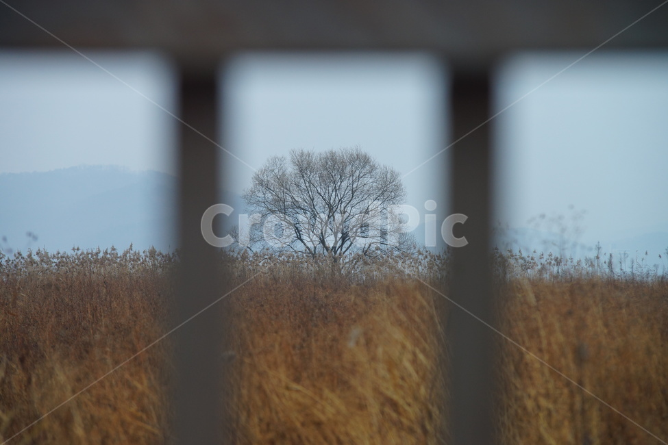 나무,가을,비,가을비,스산한,가을,계절,fall,autumn,season,식물,자연,plants,nature,나무,trees,wood