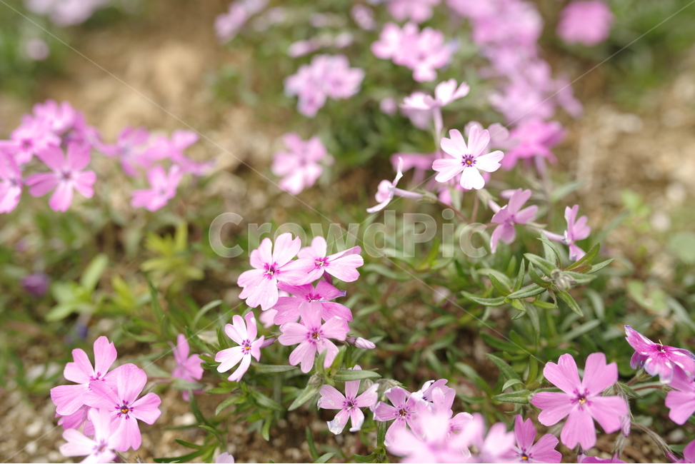 봄꽃,봄,들꽃,핑크,분홍,아웃포커싱,보케,자연,식물,식물,자연,plants,nature,꽃,flower