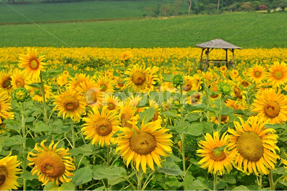plant,식물,blossom,flower,꽃,sunflower,해바라기,고창,학원농장,해바라기밭,원두막