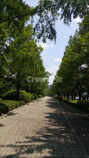 나무,숲,길,자연,초록색,풍경,nature,landscape,식물,plants,trees,메타세콰이어길