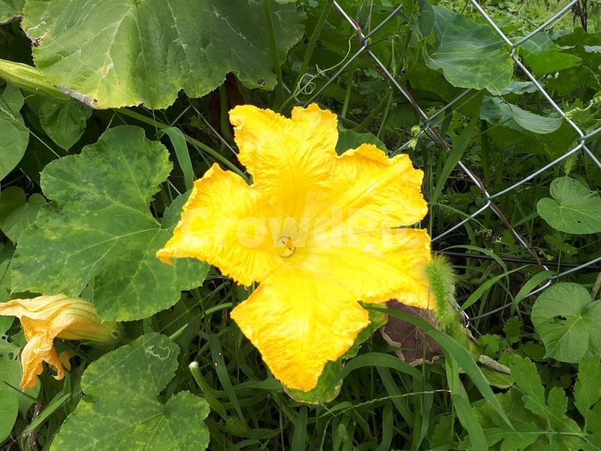 호박꽃,사마귀,암예방,호박죽,해독,식물,자연,plants,nature,꽃,flower