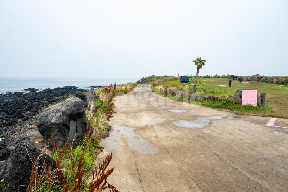 제주,제주도,우도,자연,아름다운풍경,풍경,비양도,섬,nature,jeju,길,돌,해변가,해안가,풀,말,도로,자연,풍경,nature,landscape,제주도,jeju,jeju island,road