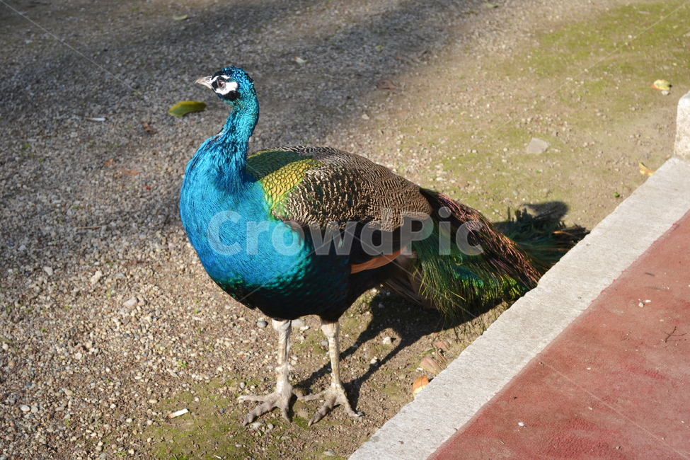 공작,공작새,새,공원,peacock,동물,animal,조류,새,birds