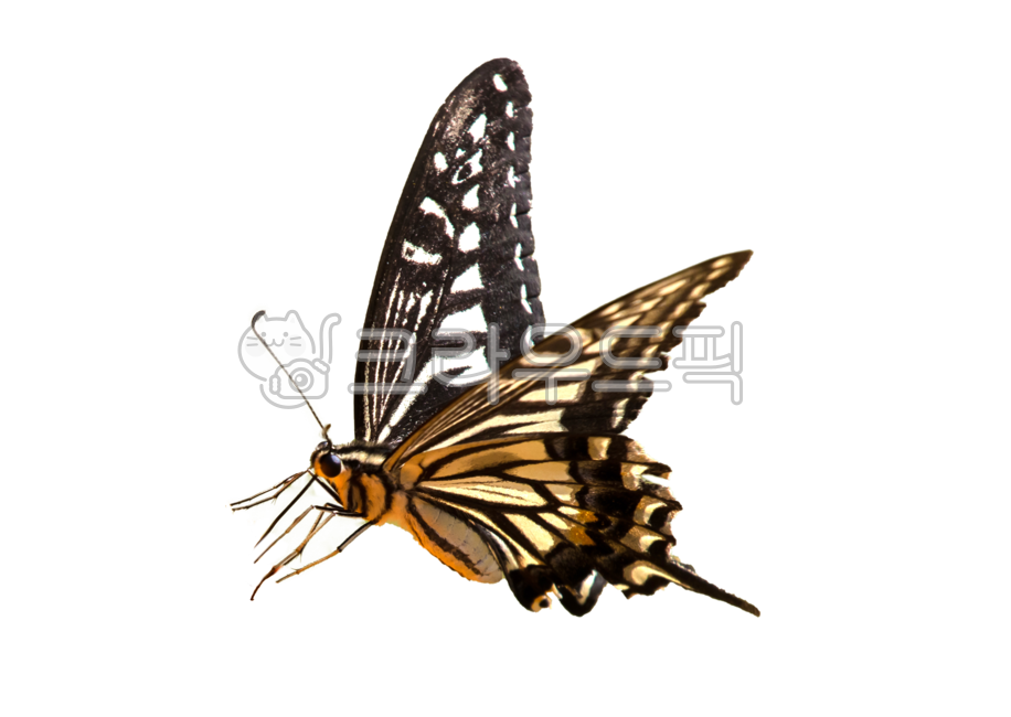 자연,동물,곤충,나비,호랑나비,더듬이,발,얼룩무늬,야생동물,png,누끼,remove background