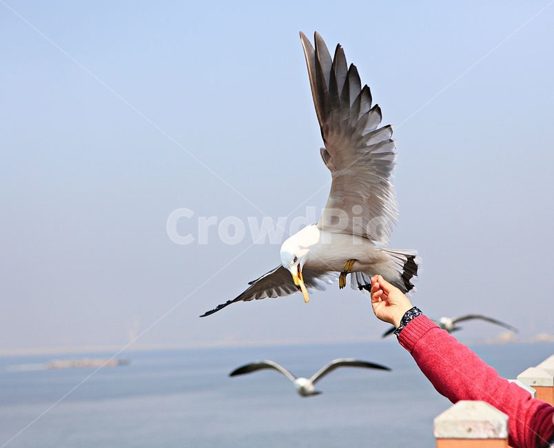 갈매기,새,조류,자연,풍경,배경,동물,animal,조류,새,birds,사람,인물,인간,human,person,신체일부,몸,body