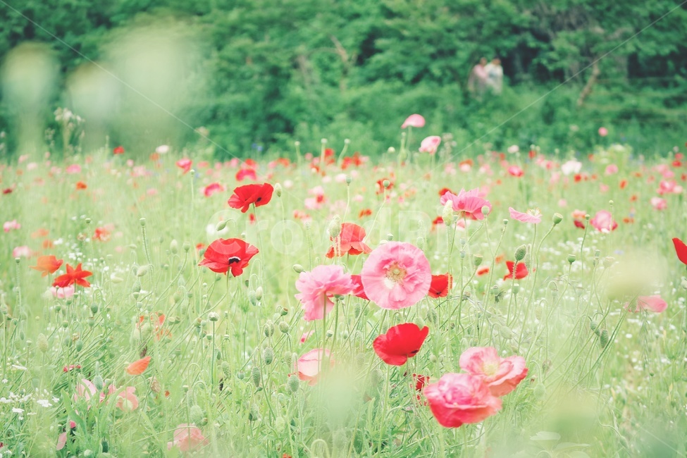 환벽당,양귀비,꽃,flower,봄,spring,식물,plants,식물,자연,plants,nature,꽃,flower,감성,sensible,feeling