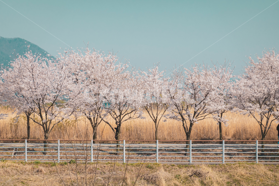 봄,벚꽃,cherryblossom,flowers,풍경,봄꽃,벚꽃나무,계절,spring,season,자연,plants,nature,꽃,나무,산책로,sensible,plant,식물,봄,계절,spring,season