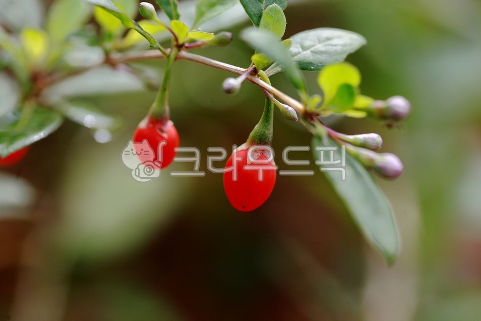 plant,red fruit,Wolfberry,Goji berries