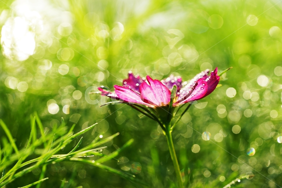 코스모스,꽃,식물,아침이슬,가을,가을,계절,fall,autumn,season,식물,자연,plants,nature,꽃,flower,plant,geranium,제라늄,blossom