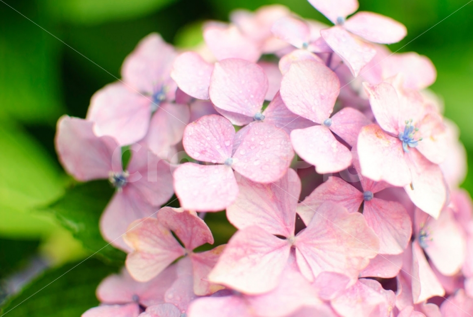 수국,꽃,태종사,부산,식물,태종대,여행,flower,plants,travel,식물,자연,plants,nature,꽃,flower,감성,sensible,feeling