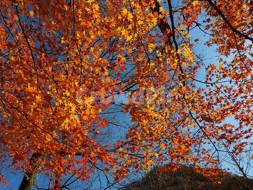 가을,단풍,단풍나무,가을하늘,자연,가을,계절,fall,autumn,season