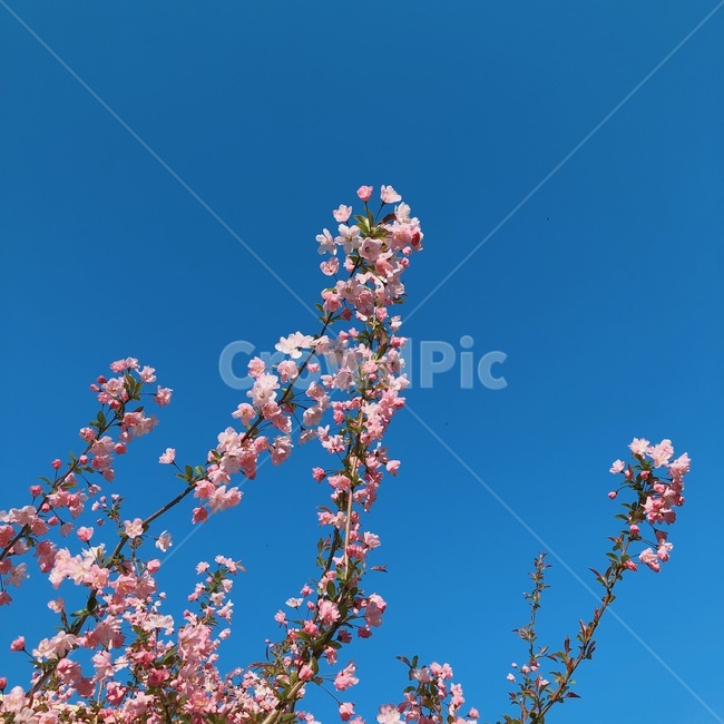 봄,꽃,벚꽃,하늘,자연,봄,계절,spring,season,식물,자연,plants,nature,꽃,flower,plant,blossom