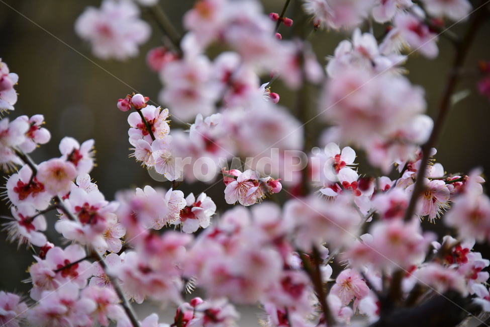 식물,plant,꽃,flower,봄