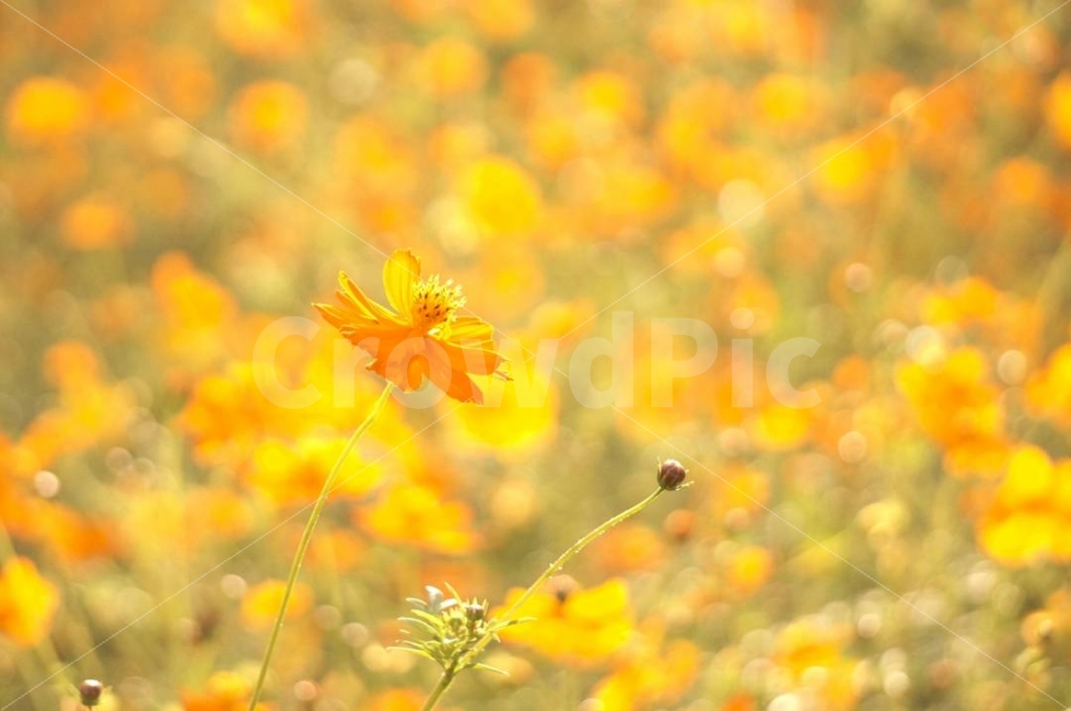 코스모스,꽃,풍경,자연,가을,빛,햇빛,황하코스모스,올림픽공원,가을,계절,fall,autumn,season,식물,자연,plants,nature,꽃,flower,감성,sensible,feeling,plant,daisy,데이지,blossom,daisies,petal,꽃잎