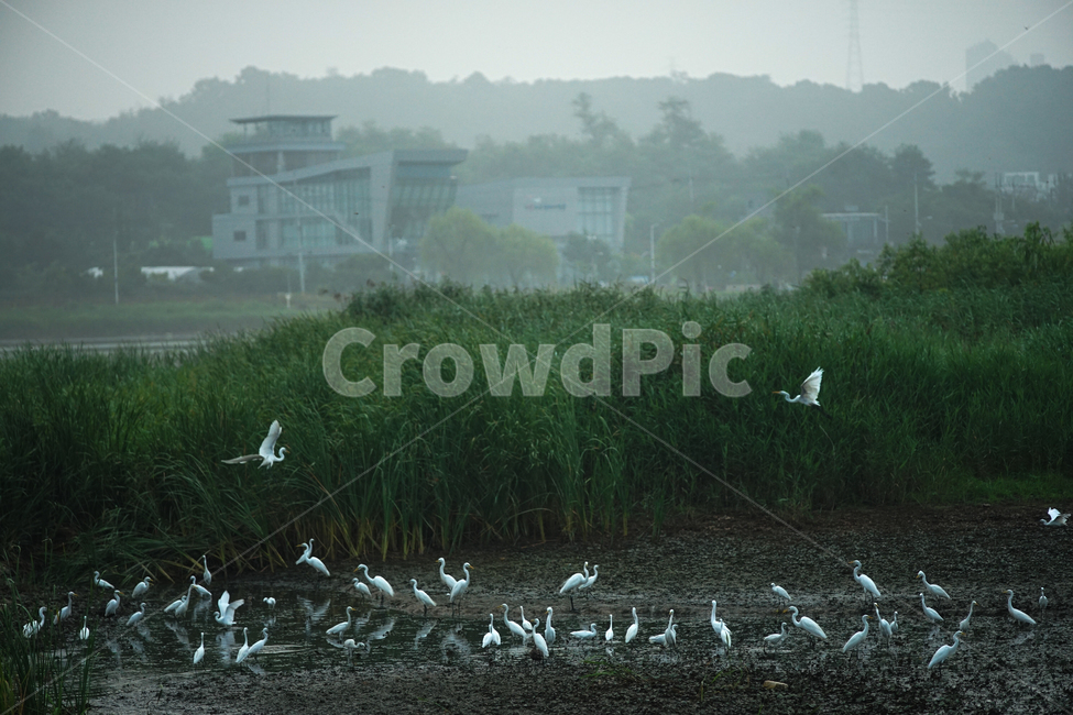 왜가리,호수,먹이사냥,군락,서식지,새,조류,왕송호수,동물,animal,조류,새,birds