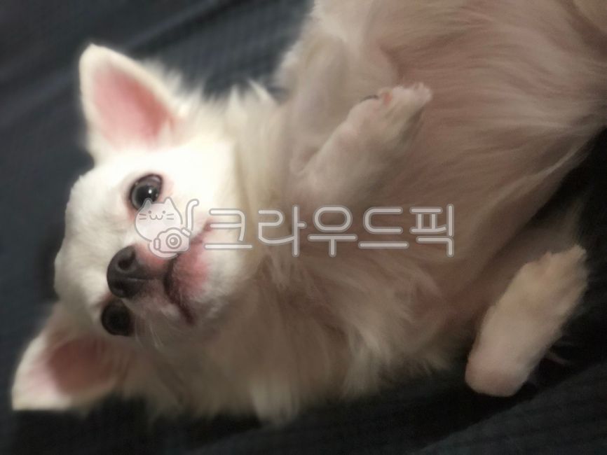 강아지,치와와,반려동물,반려견,개,하얀강아지,화이트치와와,애견,귀여운강아지,예쁜강아지,귀여운,동물,animal,포유류,mammal,개,강아지,dog,doggy