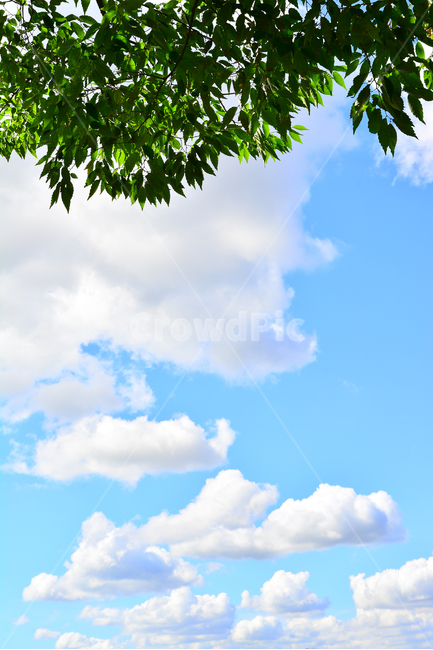 하늘,구름,나뭇잎,배경,바탕화면,백그라운드,신록,6월,식물,나무,풍경,sky,cloud,leaves,plant,background,청명,해맑은,화창한,맑은날,파란하늘,그린,녹색,블루,뭉게구름,자연,clean,세로사진,환경,대기,공기,날씨,자연,풍경,nature,landscape,outdoors,옥외