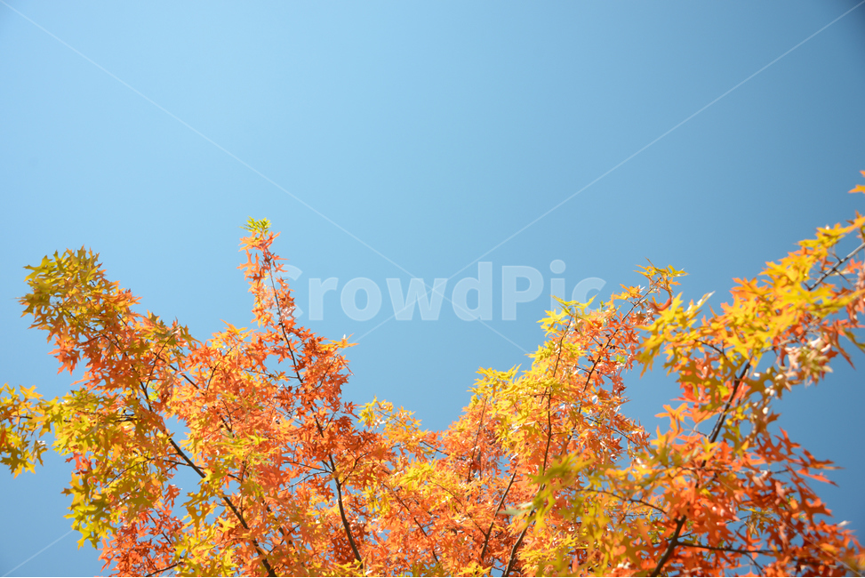 가을,단풍,하늘,단풍잎,빨간열매,fall,autumn,leaf,bluesky,maple,태양,아름다운,sunlight,햇빛,나무,tree,beutiful,sunny,감성,자연,식물,대왕참나무,가을,계절,fall,autumn,season,plant,잎