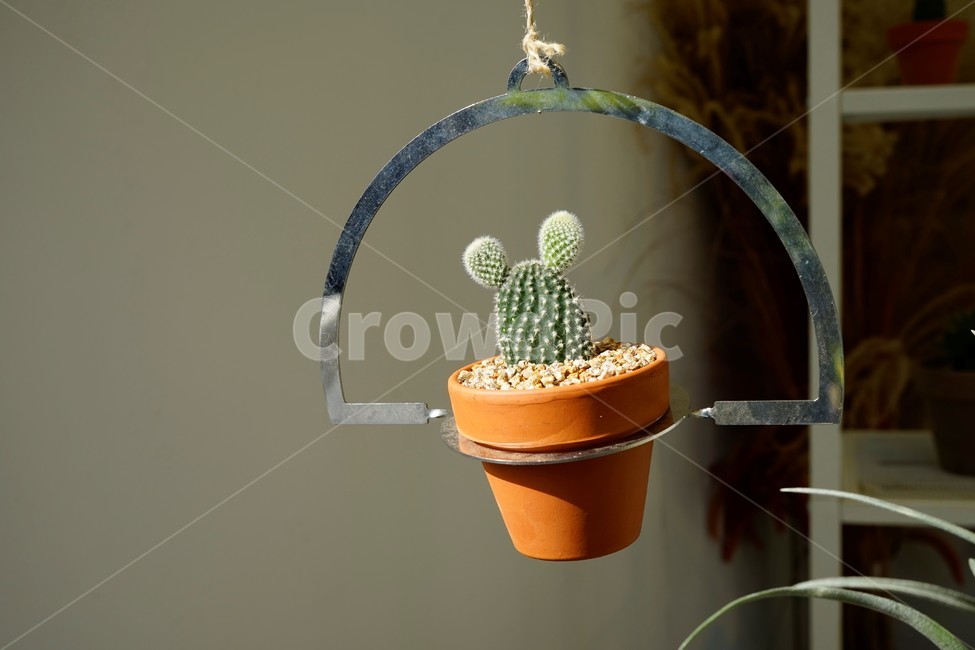 선인장,화분,토끼모양,식물,cactus,plant,귀,머리,가시,실내용화초,화분,화초,house plant