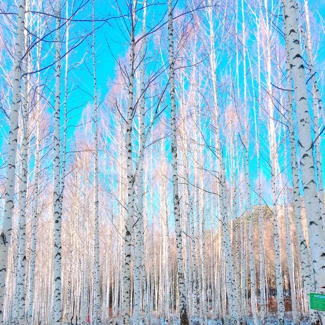겨울숲,겨울나무,숲,자작나무숲,겨울,겨울,계절,winter,season,자연,풍경,nature,landscape,한국자연풍경,한국자연경관,korea nature landscape,식물,plants,나무,trees,wood,plant,tree