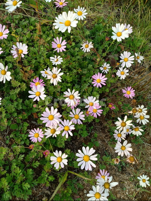 plant,flower,식물,꽃,blossom,구절초,국화과,식물,자연,plants,nature,꽃,flower