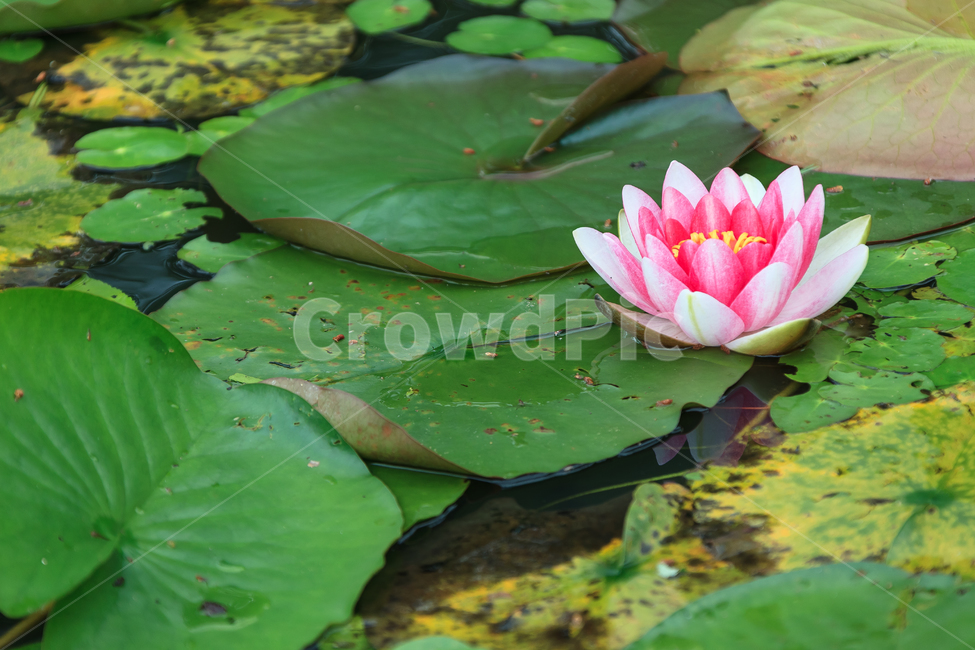 연꽃,비,꽃,여름,불교,호수,꽃잎,식물,자연,plants,nature,꽃,flower