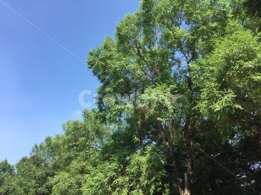 하늘,나무,숲,하늘색,맑은,자연,풍경,nature,landscape,tree,plant,식물