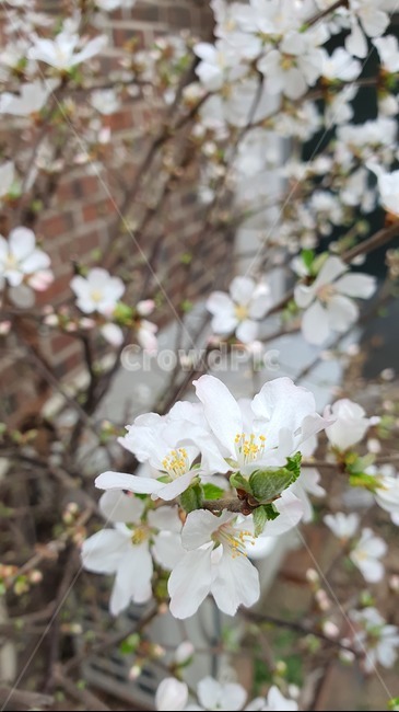 봄,꽃,식물,plant,spring,벚꽃,식물,자연,plants,nature,꽃,flower