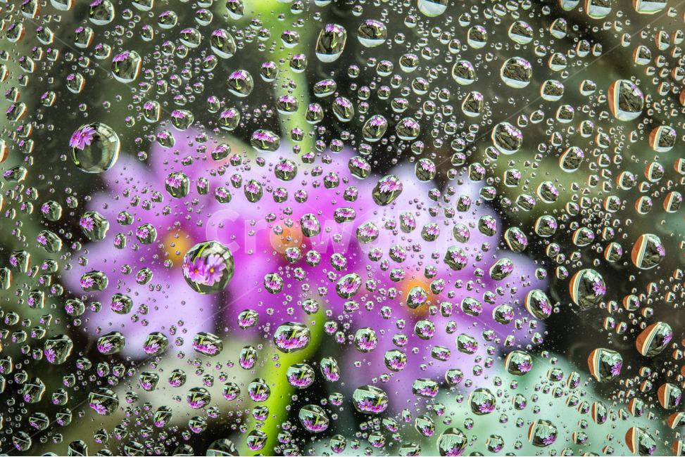 flower,물방울,분홍,green,방울,매크로,보라색,식물,레인,blue,액체,봄,변색,이슬,라이트,적시다,유리,물,비,비오는날,rain,rainy