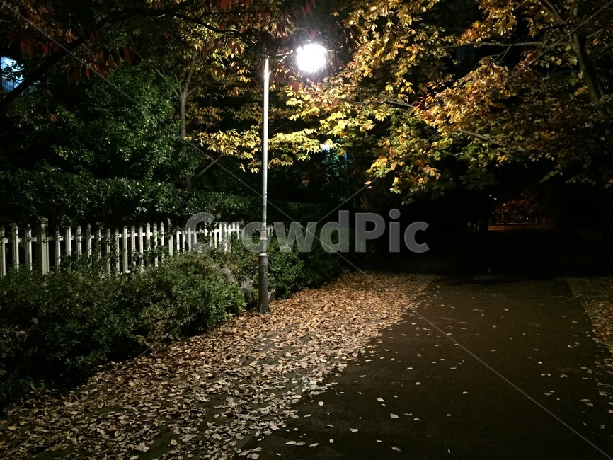 foliage,maple,단풍,fall,autumn,풍경,scenery,landscape,fallfoliage,autumncolors,autumnfoliage,autumnleaves,자연,nature,leaf,잎,plant,식물,tree,나무,nightview,nightscene,nightscape,야경,lighting,illumination,조명