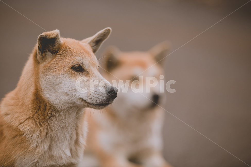 강아지,반려견,동물,animal,자연,귀여운,댕댕이,따뜻한,dog,puppy,애완동물,동물,animal,포유류,mammal,개,강아지,dog,doggy
