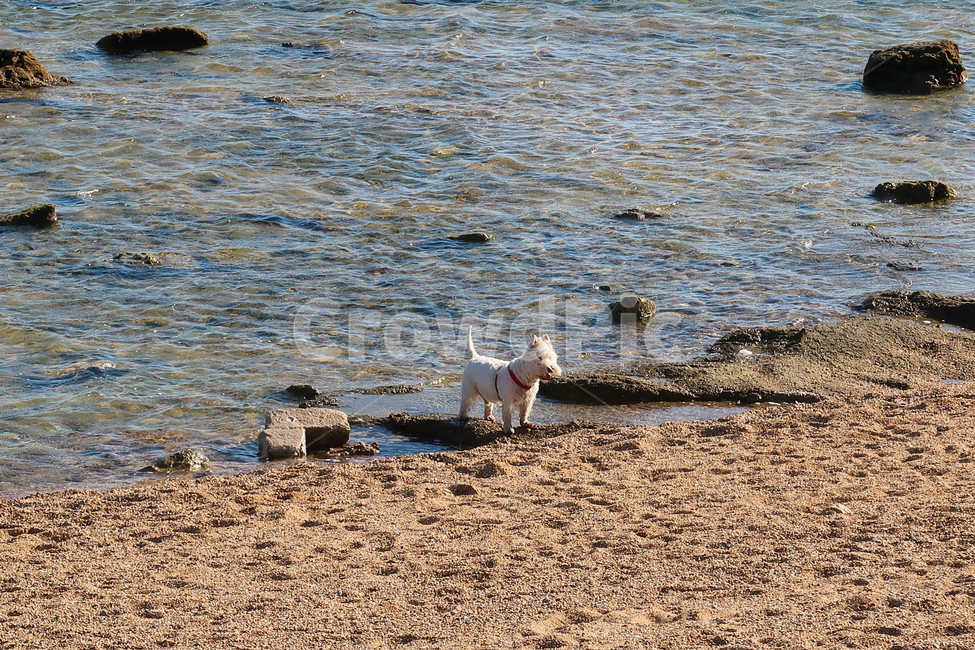 동물,개,강아지,dog,sea,유기견,모래,바다,beach,europe,spain,portugal,스페인,유럽,포르투갈,water,물,귀여운,cute,불쌍한,해변