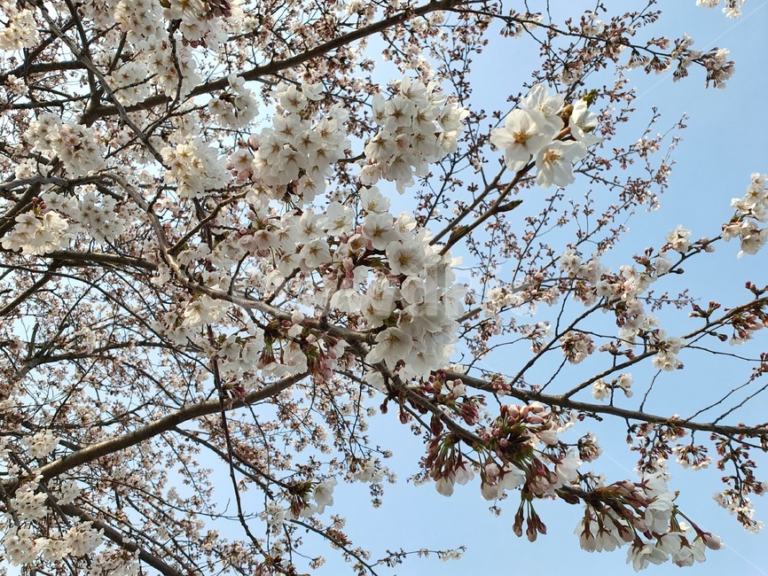 꽃,벚꽃,예쁜,봄꽃,식물