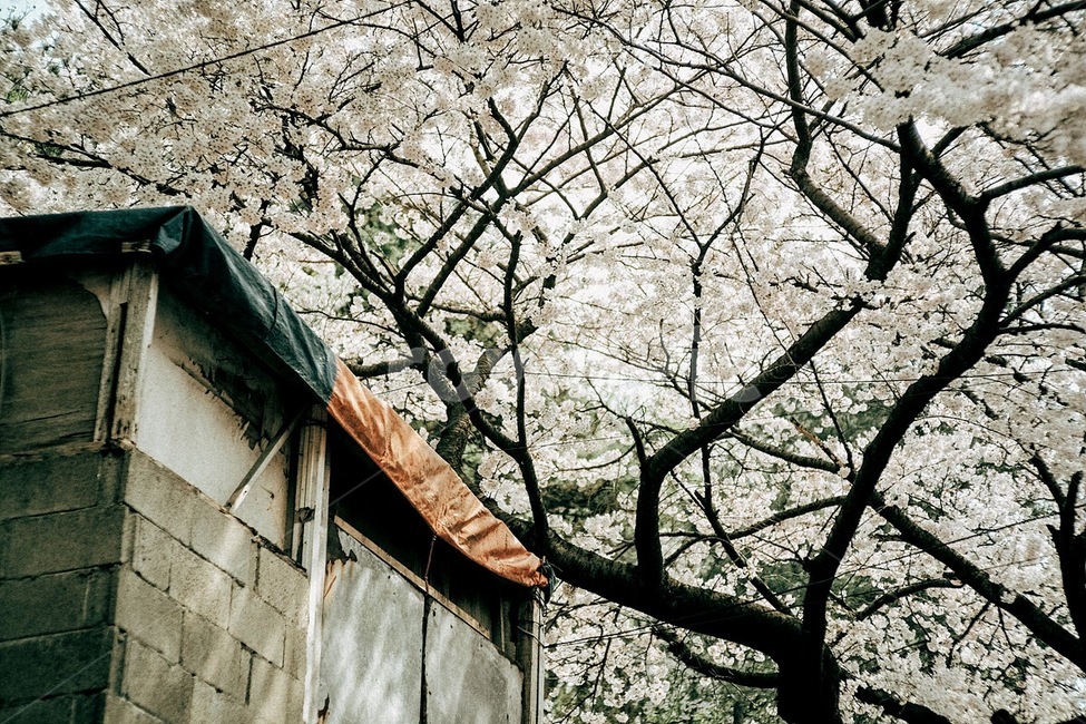봄,꽃,벚꽃,식물,자연,spring,flower,cherryblossom,plant,nature,봄,계절,spring,season,자연,풍경,nature,landscape,감성,sensible,feeling