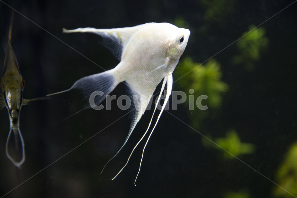 엔젤피쉬,animal,sealife,해양생물,fish,열대어,어항,물고기,하얀색,꼬리,등지느러미,지느러미,아가미,물속,동물,생물,수초,관상어,수족관,수중동물,컬러,색갈,열대,배경,동물,animal,어류,물고기,fish