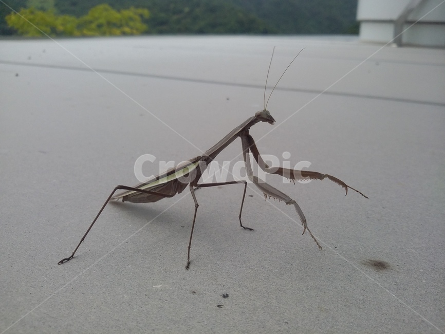 동물,곤충,insect,animal,사마귀,곤충,벌레,insect,bug