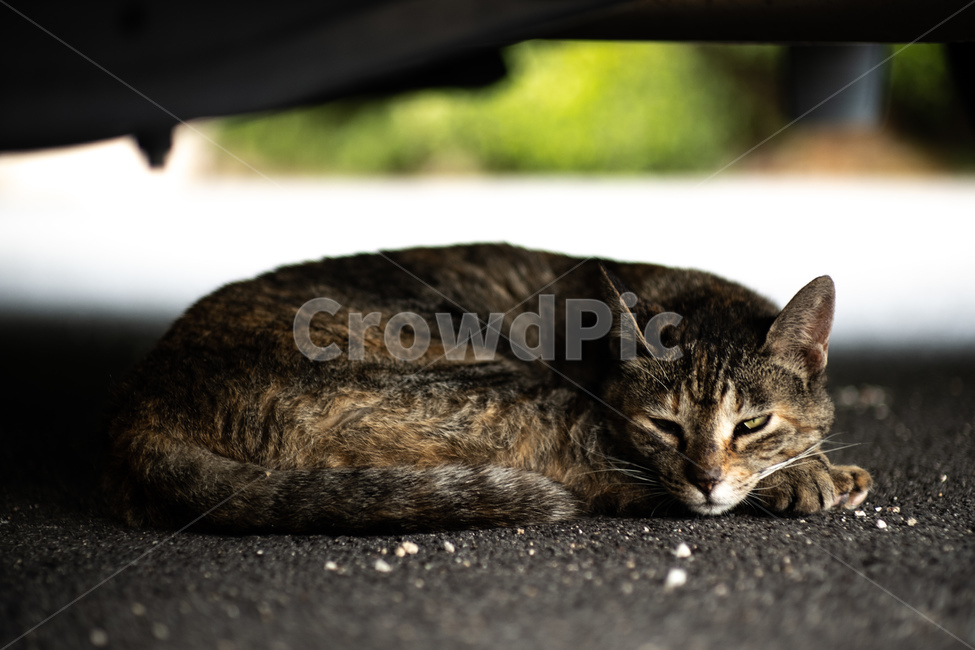 고양이,길고양이,길냥이,거리,cat,냥이,반려묘,색감,감성,활동적,감성적,한가함,잔잔함,동물