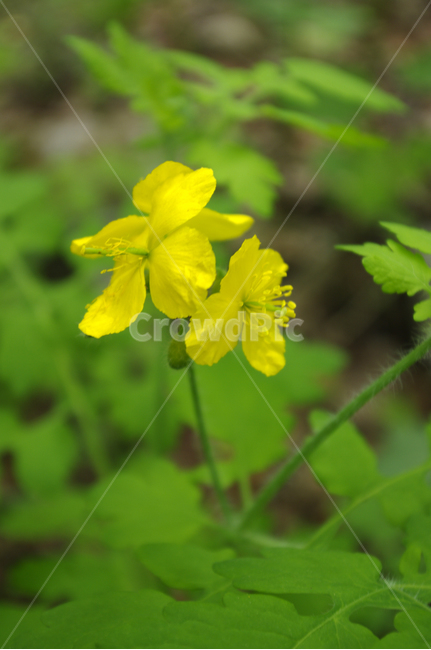 꽃,식물,flower,plant,color,식물,자연,plants,nature,꽃,flower