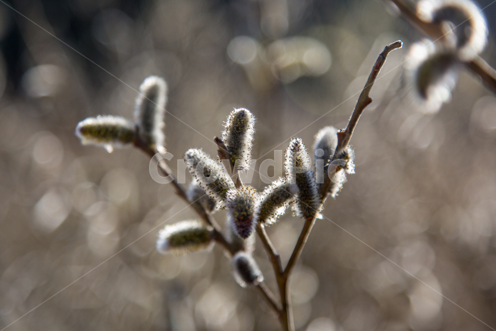 nature,자연,버들나무,강아지풀,봄나무,봄,식물,자연,plants,nature