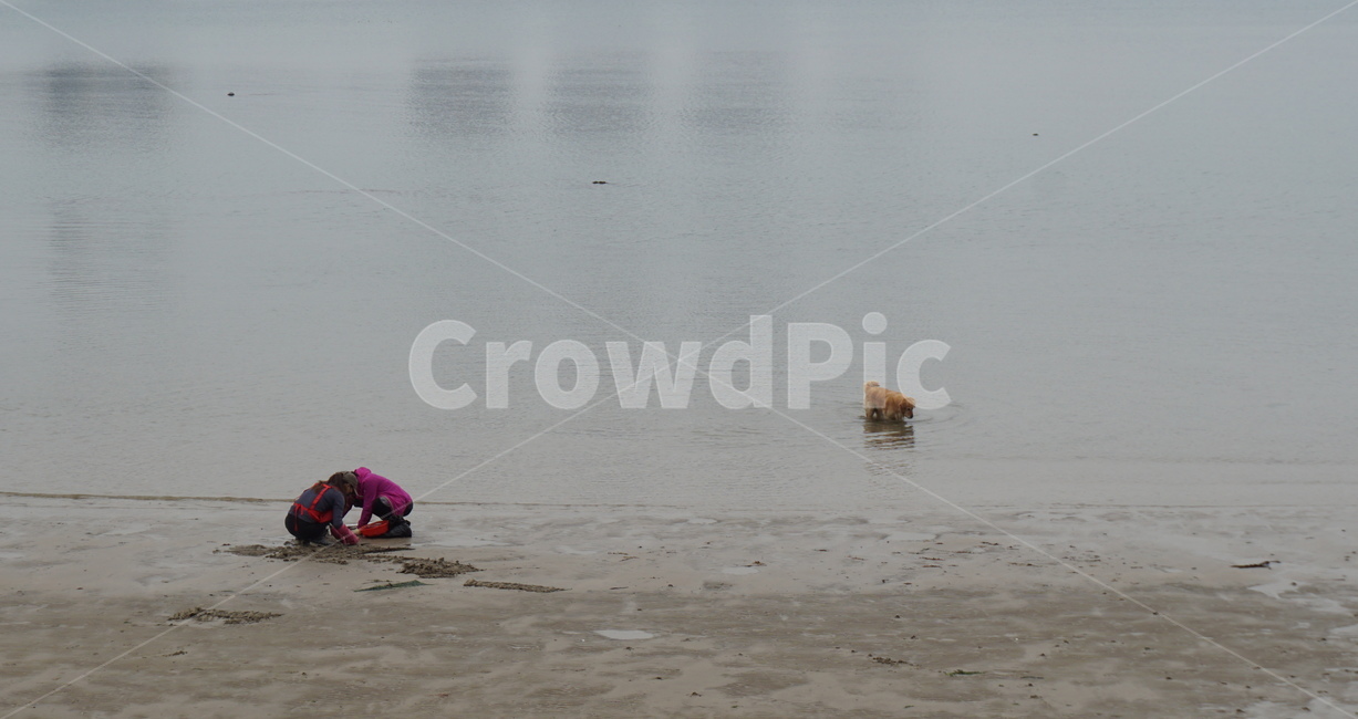 바다,바닷가,사람,동물,개,썰물,조개캐기,모래,분홍색,해변,바다,beach,sea