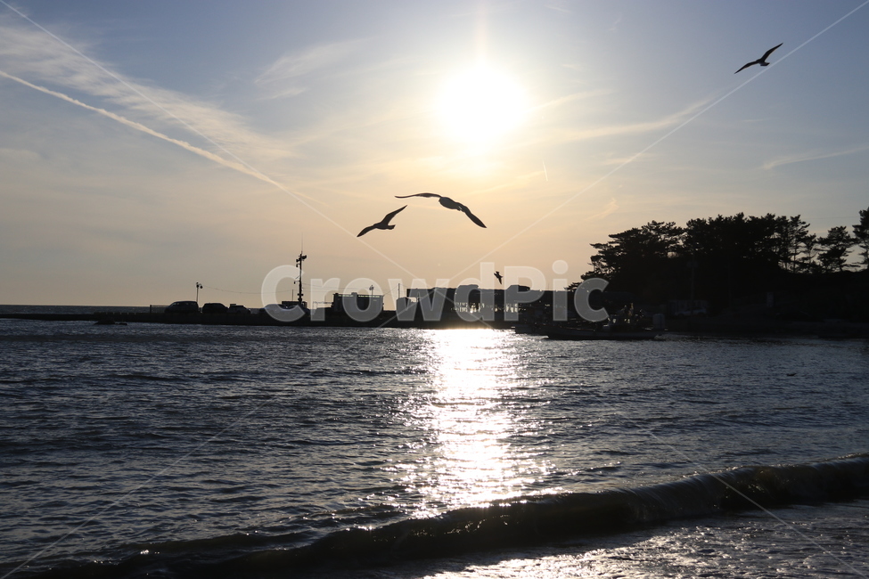 하늘,구름,석양,해,sunset,노을,자연경관,자연,바다,을왕리,파도,햇빛,bird,새,animal,동물,seagull,갈매기,자연,풍경,nature,landscape