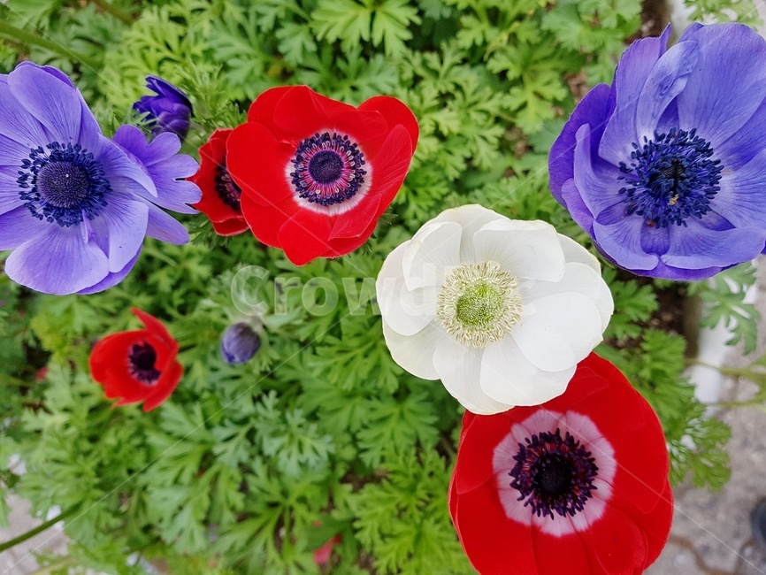 식물,꽃,아네모네,anemone,plant,blossom,flower,자연,봄꽃,감성사진,식물,자연,plants,nature,꽃,flower