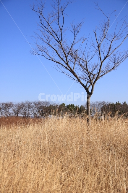 시흥갯골생태공원,공원,하늘,풍경,자연,자연풍경,생태공원,억새풀,가을,겨울,나무,sky,tree,park,nature,낭만,감성,스냅,사진,가을,계절,fall,autumn,season,겨울,winter,자연,풍경,nature,landscape,식물,plants,나무,trees,wood,outdoors,옥외,field,들,grassland,목초지,savanna,대초원,plant